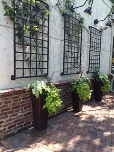 some plants that are sitting on the side of a building