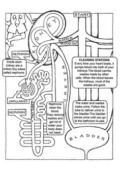 a diagram showing the parts of an animal's body and how it is made