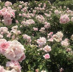 many pink flowers blooming in the garden