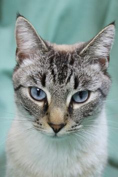 a gray and white cat with blue eyes looking at the camera while sitting on a couch