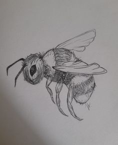 a pencil drawing of a bee on white paper