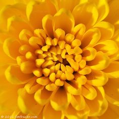 the center of a large yellow flower