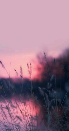 the sun is setting behind some tall grass and water in front of a body of water