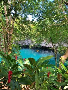 the blue hole is surrounded by trees and plants