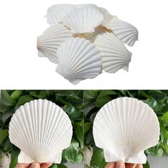 three pictures of white seashells being held in front of some green plants and leaves