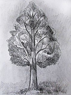 a pencil drawing of a tree in the grass