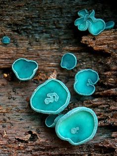 some blue mushrooms are growing on a piece of wood