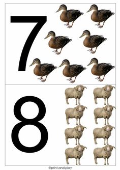 an image of ducks and sheep in the numbers