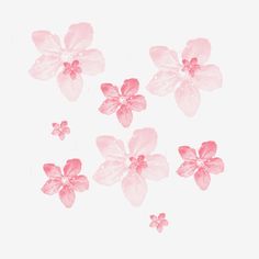 four pink flowers on a white background