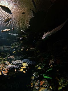 an aquarium filled with lots of different types of fish and plants on the side of it