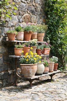 many potted plants are arranged on a shelf in front of a stone wall and cobblestone walkway