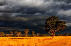 a field with trees and storm clouds in the background