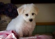 a small white dog sitting on top of a bed