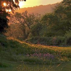 the sun is setting over some trees and flowers in this field with wildflowers