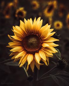 a large yellow sunflower with lots of green leaves