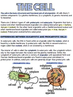 an image of the cell diagram with text and pictures on it, including different types of cells