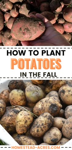 how to plant potatoes in the fall