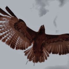 a bird flying through the air with its wings spread