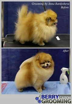 two pictures of a pomeranian dog grooming it's hair and grooming its face