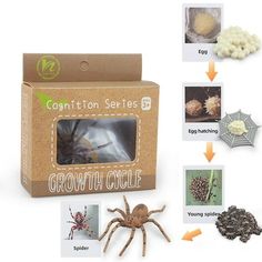 an image of a spider in a box with its contents labelled and pictures surrounding it