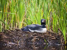 a bird sitting on top of a pile of dirt next to tall grass and water