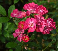 pink flowers with green leaves in the background