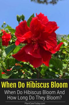 a red flower with the words when do hibiscus bloom? and how long do they bloom?