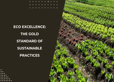 an image of a field with green plants and words eco excellence the gold standard of sustainable practices