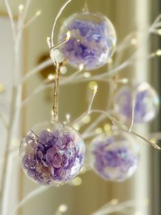 purple ornaments hanging from a tree with white branches