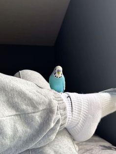 a small blue bird perched on the arm of someone's leg wearing white socks