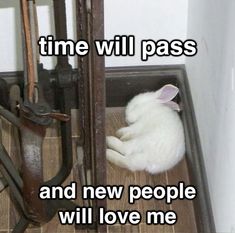 a white cat laying on top of a wooden floor next to a metal object with the words time will pass and new people will love me