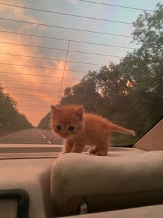 an orange kitten sitting on the dashboard of a car