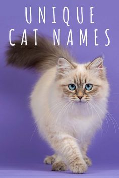 a white cat with blue eyes is on the cover of an article about unique cat names