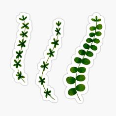 three green leaves stickers on a white background