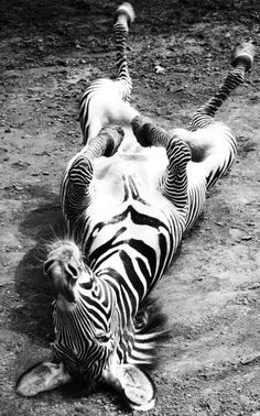 a zebra rolling around on its back in the dirt with it's legs spread out