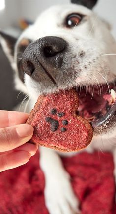 a dog eating a piece of bread with its mouth open