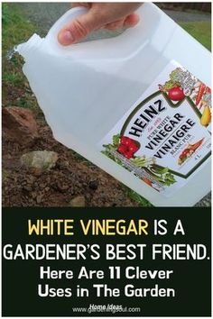 white vinegar is a gardener's best friend here are 11 clever uses in the garden