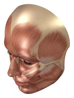 an image of a human head with muscles highlighted