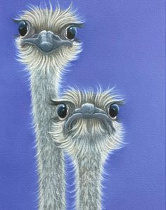 two ostriches standing next to each other on a blue background