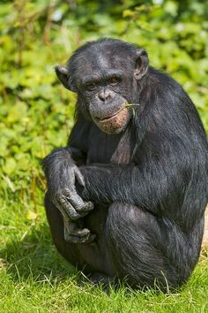 a chimpan sitting in the grass with its hands on his knees and looking at something