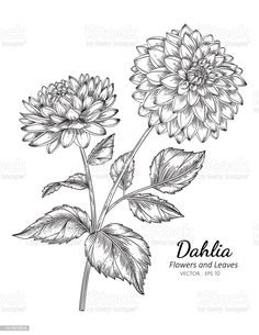 dahlia flower and leaves on white background with place for your text hand drawn illustration