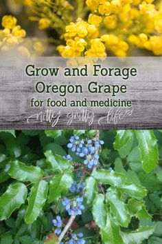 some blue berries and green leaves on a tree with text overlay that reads grow and forage oregon grape for food and medicine