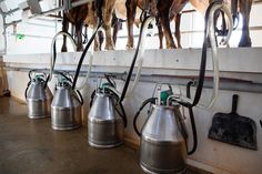 some cows are standing in a line and eating from the feeders on their stalls