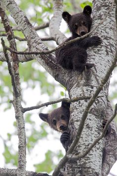 two bears are sitting in the branches of a tree