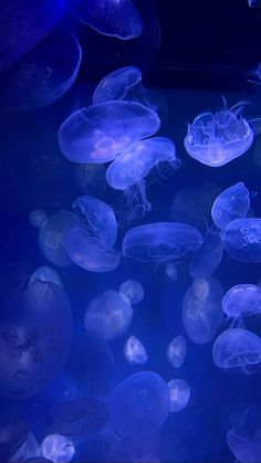 many jellyfish are swimming in an aquarium