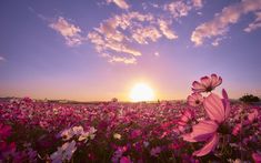 the sun is setting over a field full of purple and white flowers with pink petals