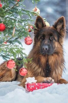 a dog laying in the snow next to a christmas tree with ornaments hanging from it