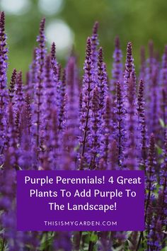 purple flowers with the words purple perennials 4 great plants to add purple to the landscape