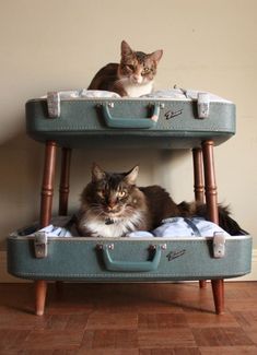 two cats are sitting on top of an old suitcase that is turned into a bed