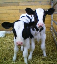 two black and white cows standing next to each other on some hay in a pen